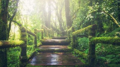 Zielona turystyka – bezpieczne lasy i parki narodowe